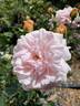Blessed Child rose photo