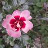 See You in Red ® rose photo
