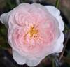 Wildeve rose photo