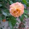 Rosa del Camino de Santiago ® rose photo