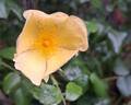 Tottering-By-Gently rose photo