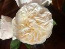 Bessie™ rose photo