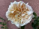 Eugenie rose photo