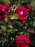 MR 808 rose photo
