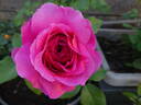 Gabriel Oak ™ rose photo