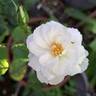Princesse de Galles rose photo
