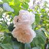 The Generous Gardener rose photo
