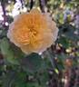 Molineux rose photo