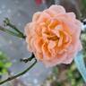 Sweet Dream rose photo