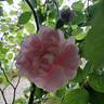 Cuisse de Nymphe Émue rose photo