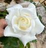Sugar Moon rose photo