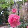 Leonardo da Vinci rose photo