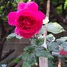 Gabriel Oak ™ rose photo