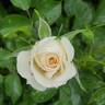Bridal Sunblaze ® rose photo