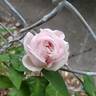 Duchesse de Brabant rose photo
