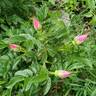 Bella Nitida rose photo
