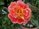 La Bourbonnaise rose photo