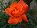 Super Trouper rose photo