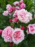 Timeless Pink rose photo