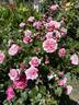 Timeless Pink rose photo