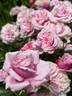 Timeless Pink rose photo