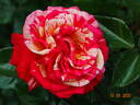 Brocéliande ® rose photo
