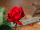 Claret rose photo