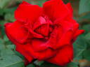Crimson Glory rose photo