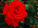 Dame de Coeur rose photo