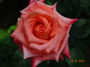 Crimson Glory rose photo