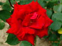 Perfectly Red ™ rose photo