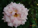 Scent-Sation rose photo