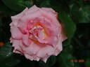 Scent-Sation rose photo