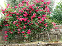 Laguna ® rose photo