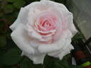 Gräfin Elke zu Rantzau rose photo