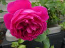 Empereur Charles IV rose photo