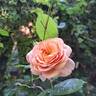 Château de Canon® rose photo