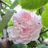 Cuisse de Nymphe Émue rose photo