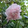 Cuisse de Nymphe Émue rose photo