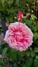 Gloire de Dijon rose photo