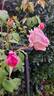 Gloire de Dijon rose photo