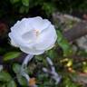 Innocencia ™ rose photo