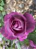 Huddersfield Choral Society rose photo