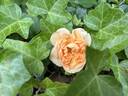 Amber Peachy rose photo