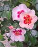 See You in Red ® rose photo