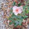 Astronomia rose photo