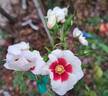 Aria Babylon Eyes rose photo