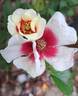 Aria Babylon Eyes rose photo