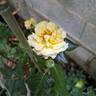 Lucia rose photo