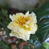Lucia rose photo